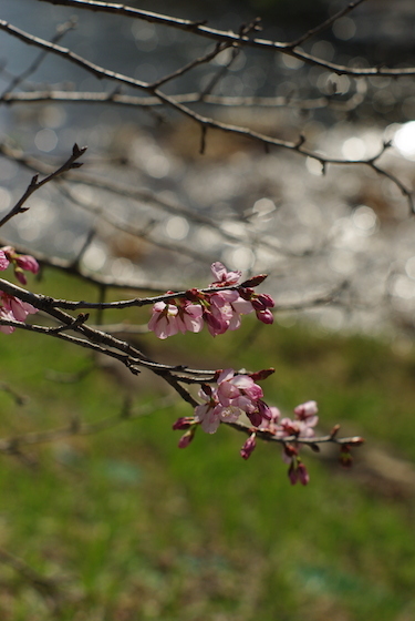咲き始めの桜の写真