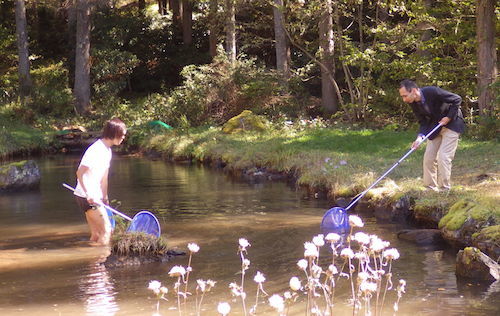 池の中に入って網で魚をすくう大学生