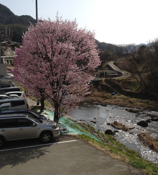 桜の木１本全体の写真